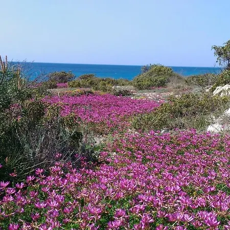 Casamare *